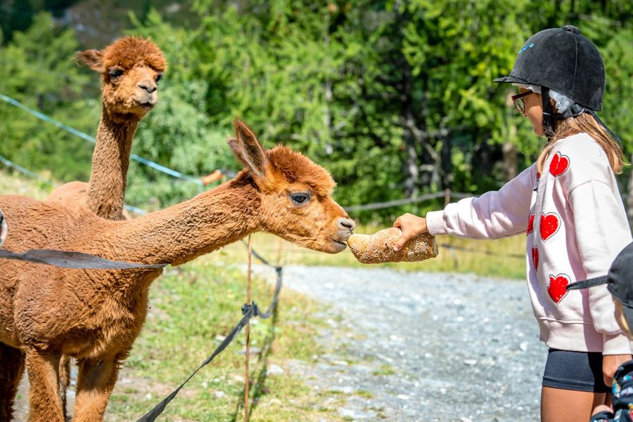 Lama Mädchen Brot Zoo