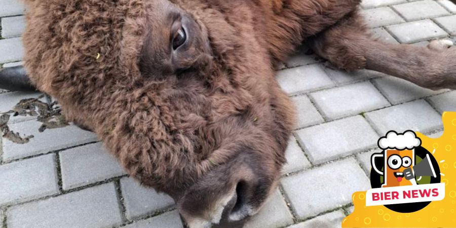 Bison