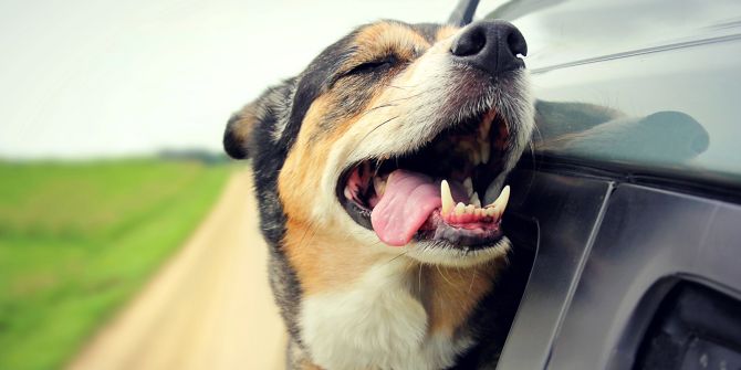hund hitze