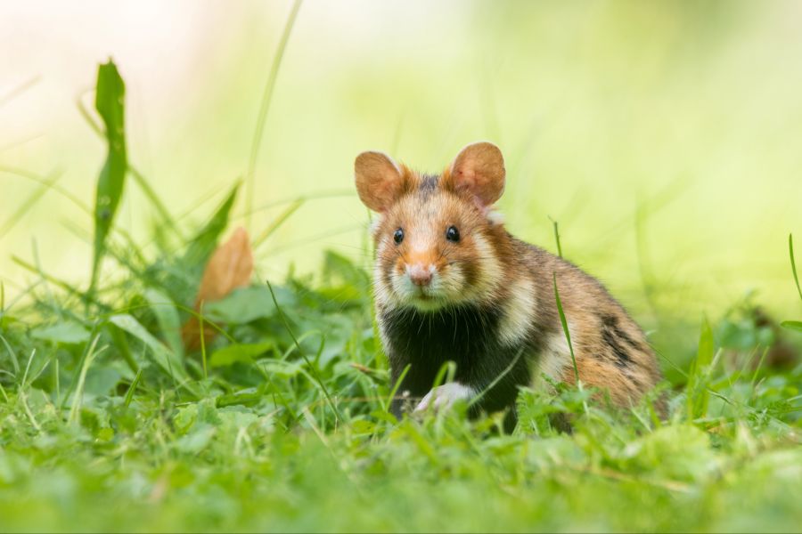 hamster winterschlaf