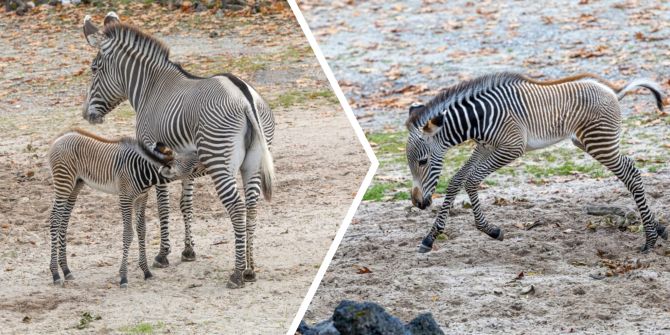Zoo Zürich