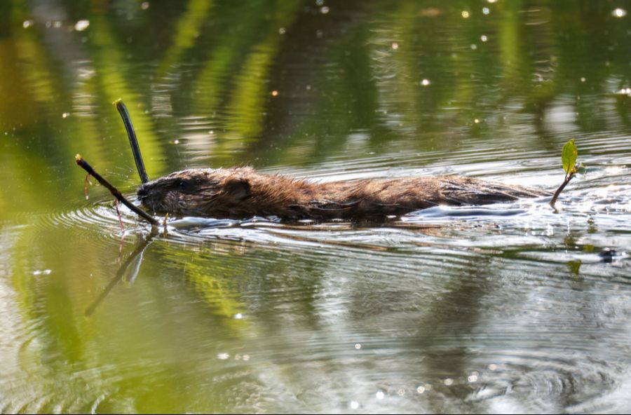 Die Gemeinde geht davon aus, dass der Biber seinen Damm selbstständig wieder instand setzen wird. (Symbolbild)