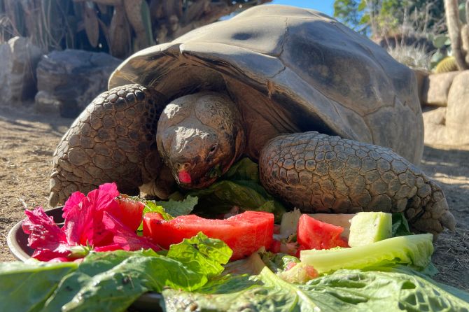 Galapagos Schildkröte Gramma