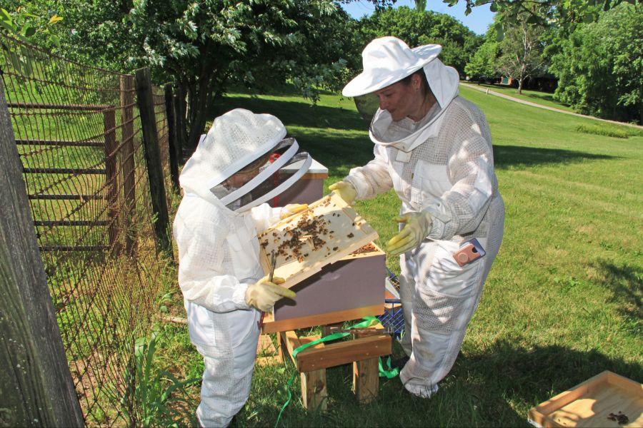 Die Imker füttern ihre Bienen manuell zu. In etwa zwei Jahren könnten sie ein vollwertiges Nahrungsangebot haben. (Symbolbild)