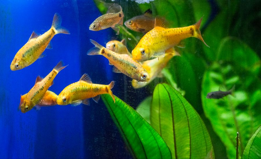 fische glücklich