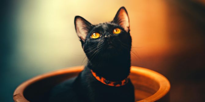 Adoption schwarzer Katzen