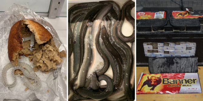 Zoolfunde Schweizer Grenze