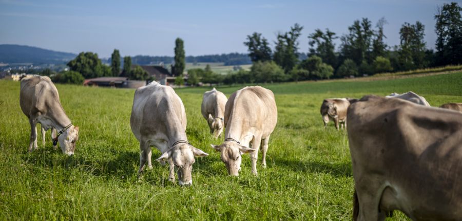 Um den Überschuss auszugleichen müssten nun 25'000 gesunde Milchkühe geschlachtet werden.