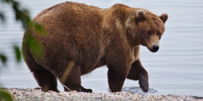 Alaska Fat Bear Week