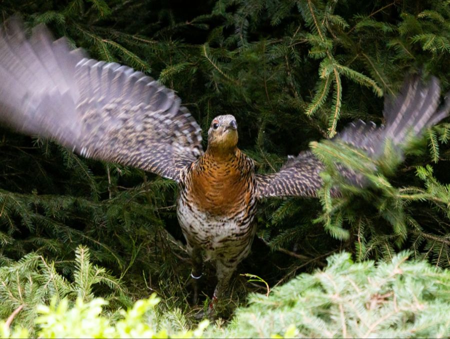 Auerhühner sind in Mitteleuropa selten und stark gefährdet. (Symbolbild)