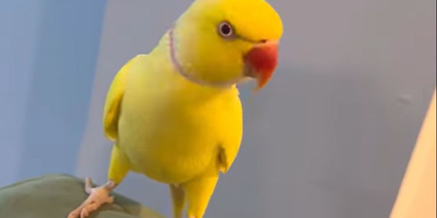 Papagei