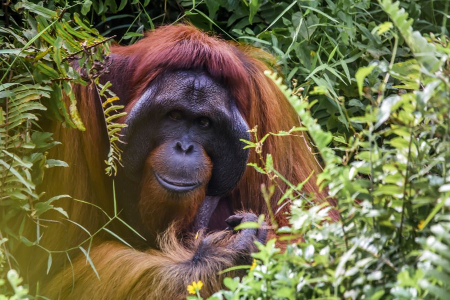 Sabah Borneo
