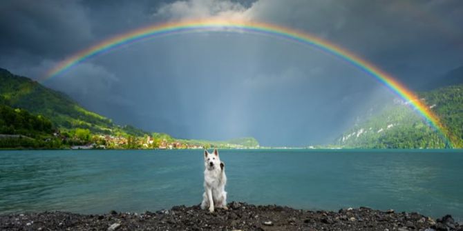 Rasta