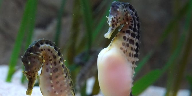 Australische Dickbauch-Seepferdchen schwimmen in einem Aquarium im Sea Life Timmendorfer Strand.
