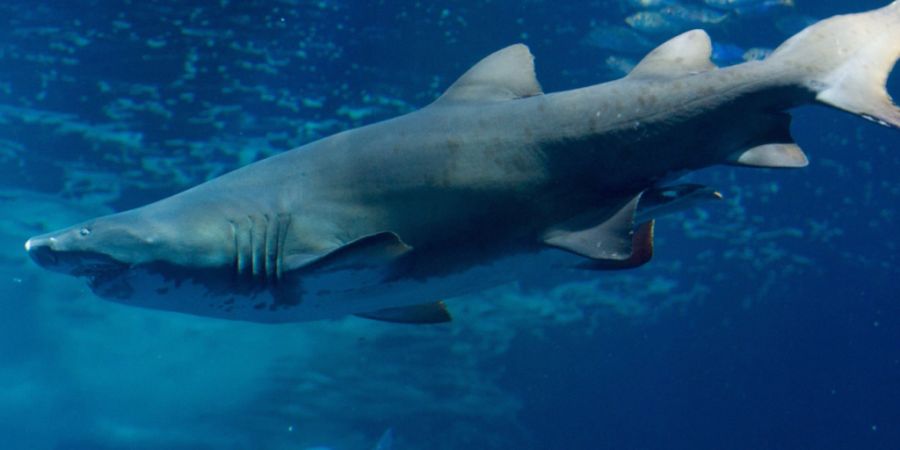 Fossilienfunde aus den letzten 145 Millionen Jahren lieferten neue Erkenntnisse über das Aussterben und die Evolution von Hai- und Rochenarten. (Archivbild)