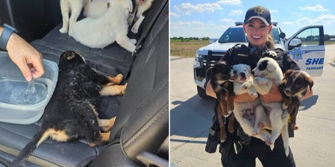 Den Hundewelpen geht es nach der Rettungsaktion wieder gut. Hundewelpen
