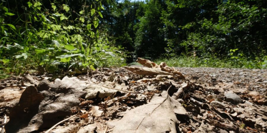 Die Trockenheit lässt die Waldbrandgefahr steigen. (Symbolbild)