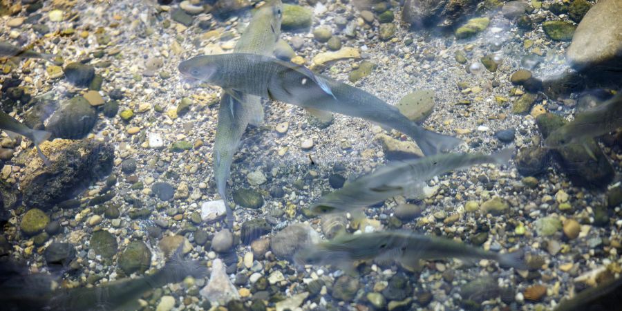 Fische
