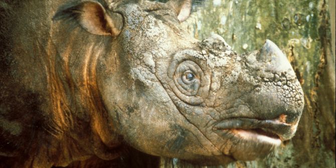 borneo-nashorn