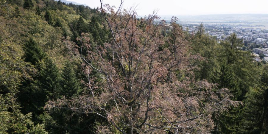 Viele Bäume wurden durch die Hitze und Trockenheit geschädigt.