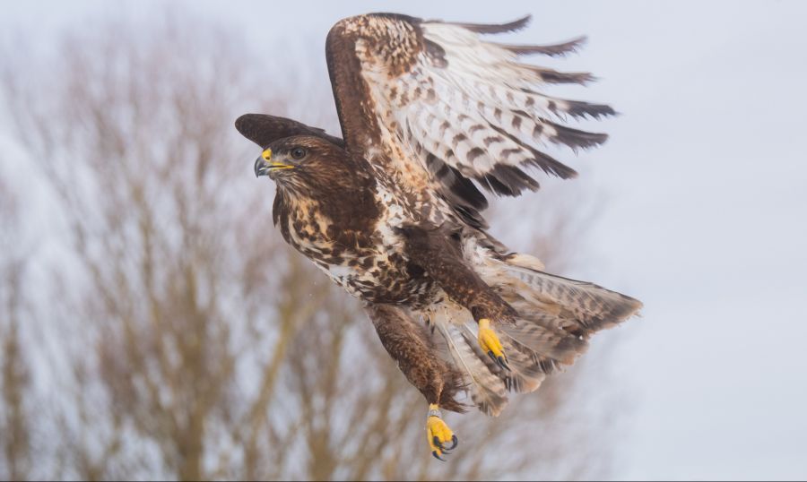 Der Mäusebussard ist der häufigste Greifvogel Mitteleuropas