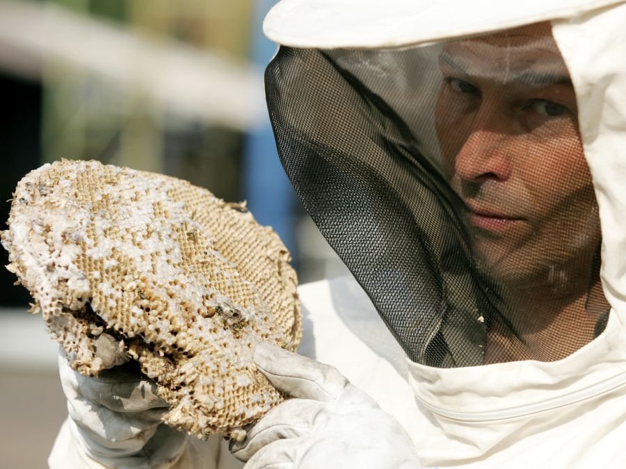 Milde Winter und trockene Frühlinge schaffen ideale Bedingungen schaffen optimale Bedingungen für die Insekten.