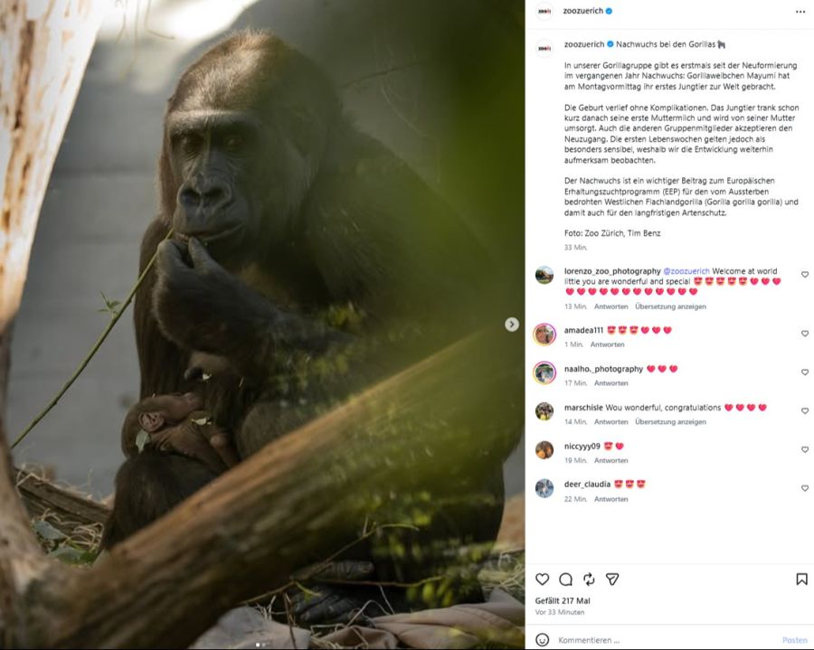 Gorilla Zoo Zürich