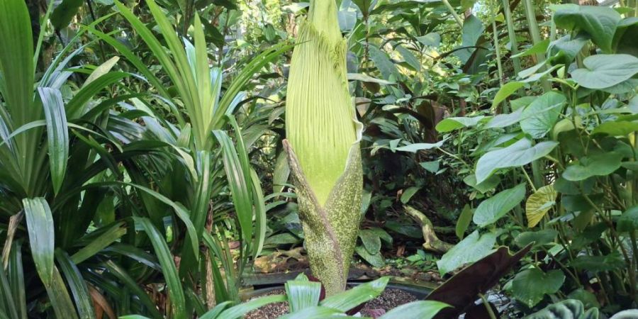 Ein spektakuläres Naturereignis kündigt sich im Botanischen Garten der Universität Basel an: Die Titanzwurz steht kurz vor der Blüte.
