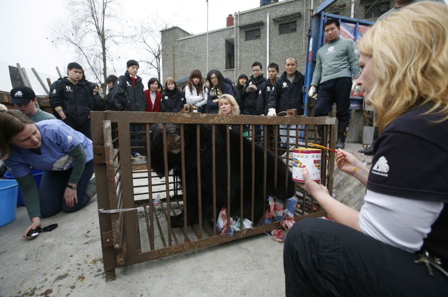 Ein kleiner Schwarzbär kommt in einer Tier-Rettungsstelle in China an.
