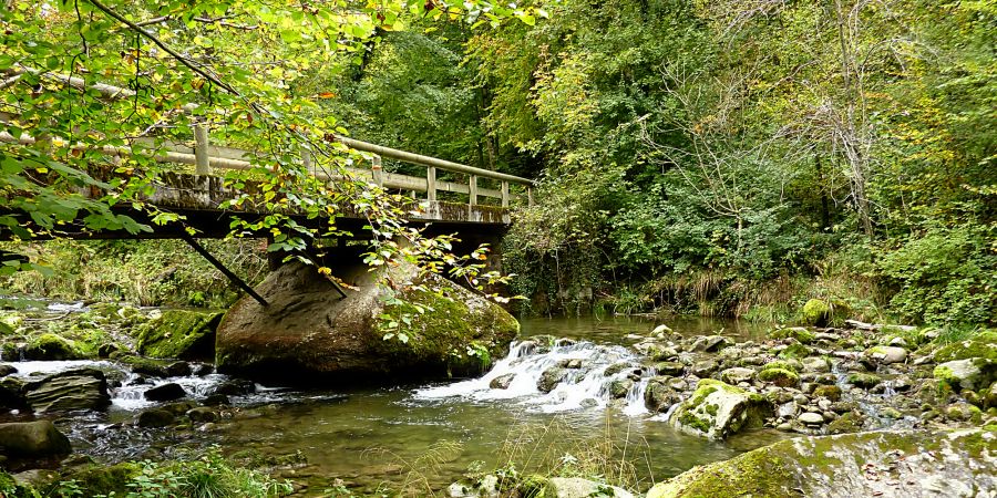 Wald Steg Bach Fluss