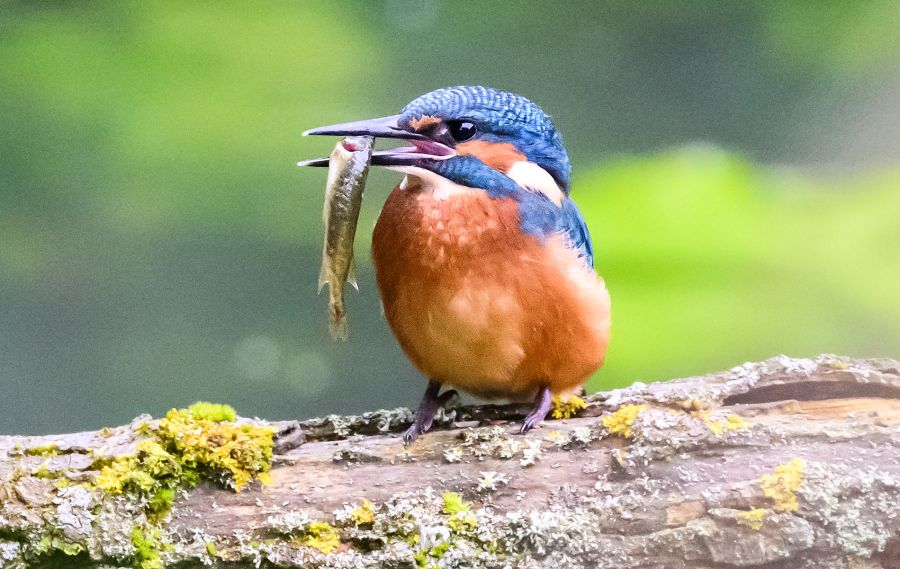 Eisvogel