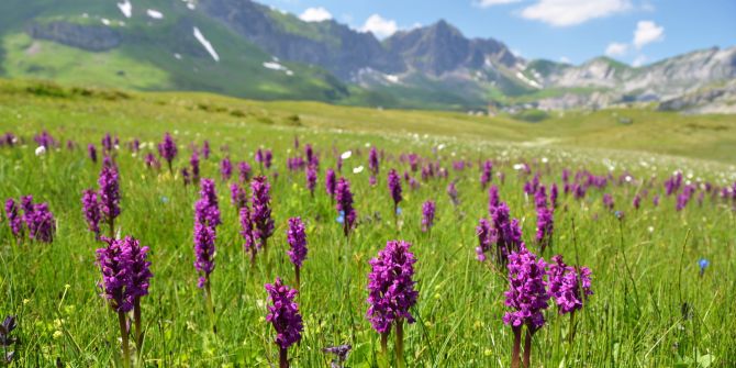 Orchidee Feld Wiese Schweiz