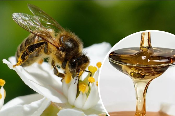 Je nachdem, welche Pflanzen den Bienen als Nahrungsquelle dienen, unterscheiden sich Farbe, Duft, Konsistenz und Geschmack
deutlich. - Adobe Stock