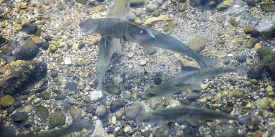 Fische wie die Äsche sind auf kühle Wassertemperaturen angewiesen. (Archivbild)