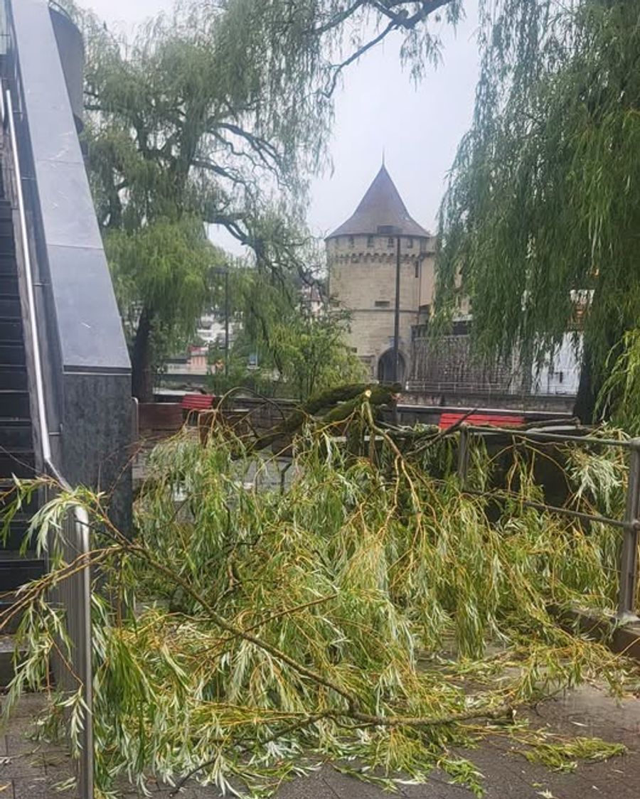 Auch die Bäume in Luzern haben wegen des Unwetters wenig zu lachen. Hier ein abgebrochener Ast auf einem Gehweg.