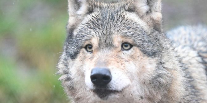 Wolf