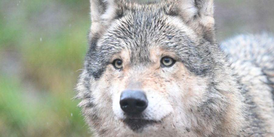 Wolf