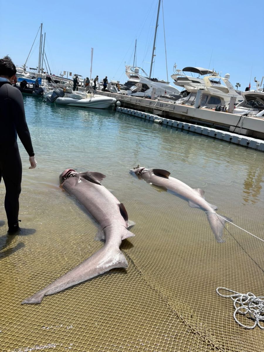 Vor Mallorca wurden zwei getötete Grauhaie gefunden.