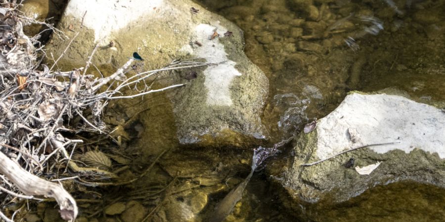 Studie: Hitze trocknet Europas Böden aus. (Archivbild)