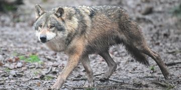 Wolf