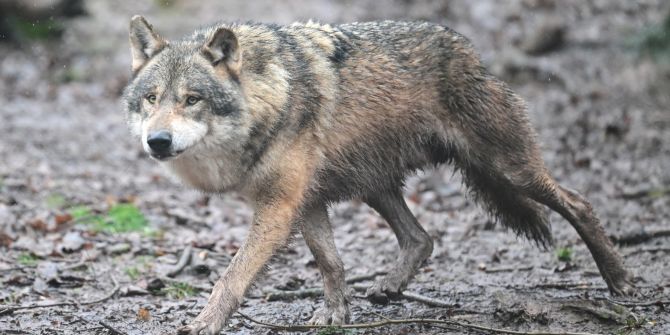 Wolf