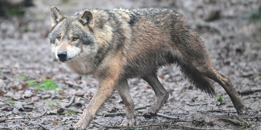 Wolf