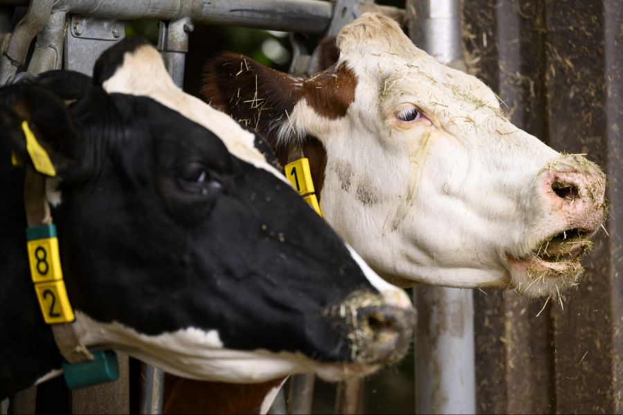 Die genauen Wege der Chemikalien in die Milch sollen in Zukunft erforscht werden.
