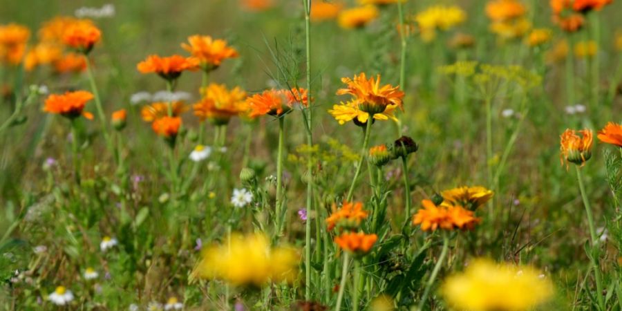 Seit einem Jahr läuft die Umsetzung der Bündner Biodiversitätsstrategie. (Symbolbild)