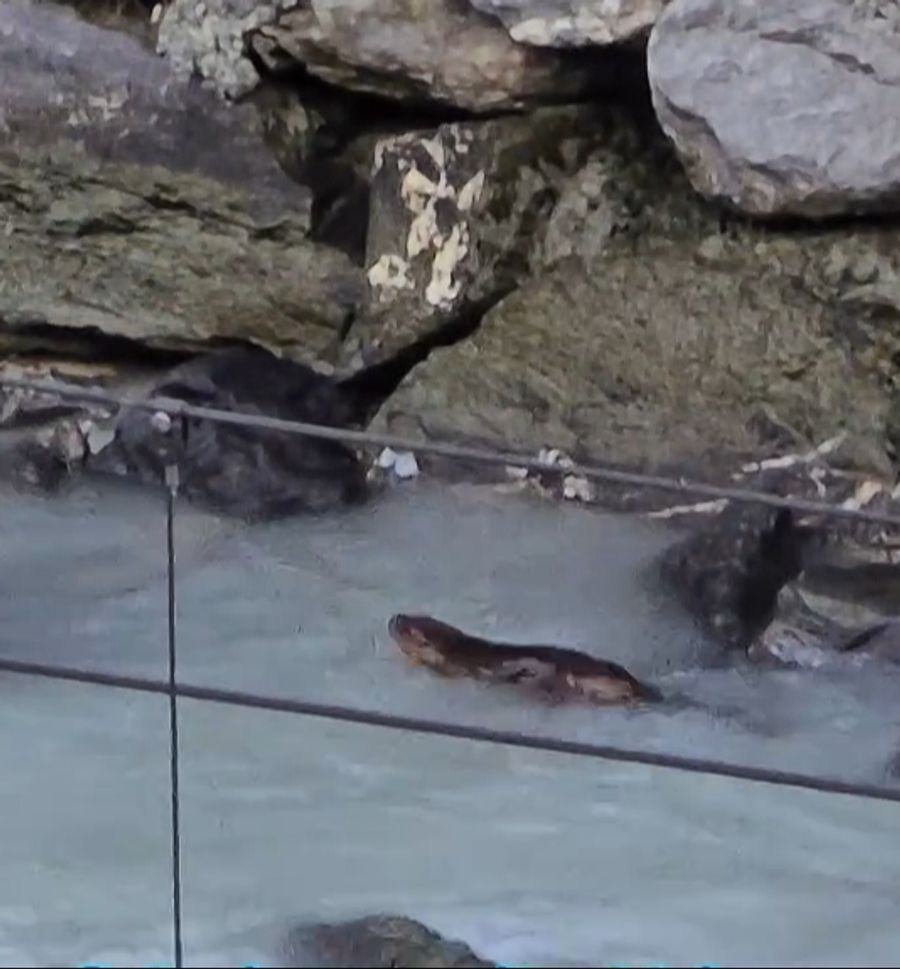Zum ersten Mal beobachtet der Walliser, wie ein Biber die Fischtreppe nutzt.