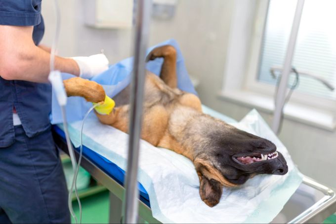 Zwischen Kastration und Sterilisation gibt es Unterschiede. Kastration