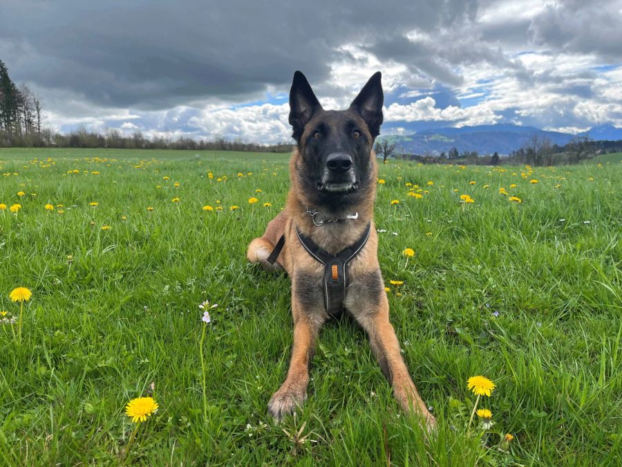 Polizeihund Chevy