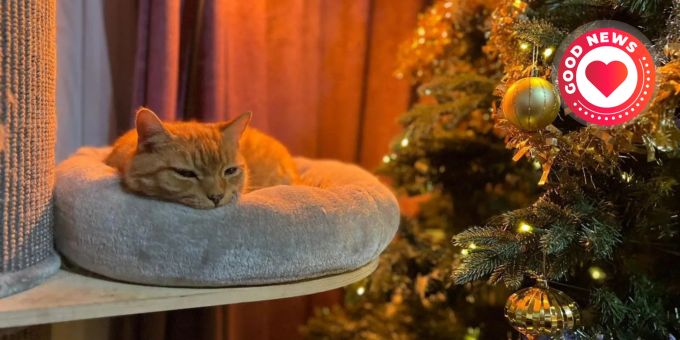 Glückliche Familie - Katze taucht nach sieben Jahren wieder auf