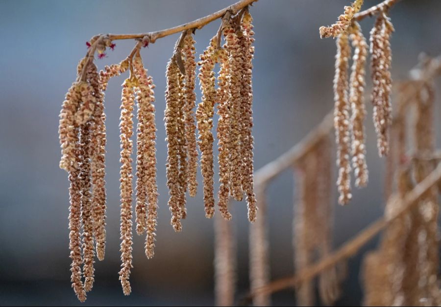 Allerdings kursieren jetzt, Ende Februar, auch schon wieder bestimmte Pollen.