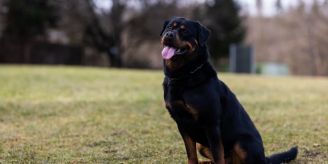 «Privatsphäre» - Zürcher Hündeler klagen über neuen Rottweiler-«Test» «Privatsphäre» - Zürcher Hündeler klagen über neuen Rottweiler-«Test»